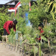 KKN-Toga Mahasiswa KKN Kelompok 8 UNUSIDA Kembangkan Taman TOGA Digital di Desa Kedungsolo (Foto: Amita Fatmasari Dewi)